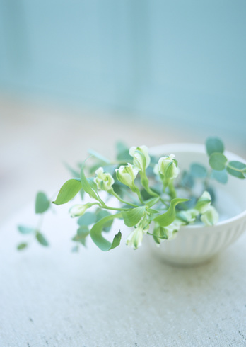 Flower arranged in a bowl